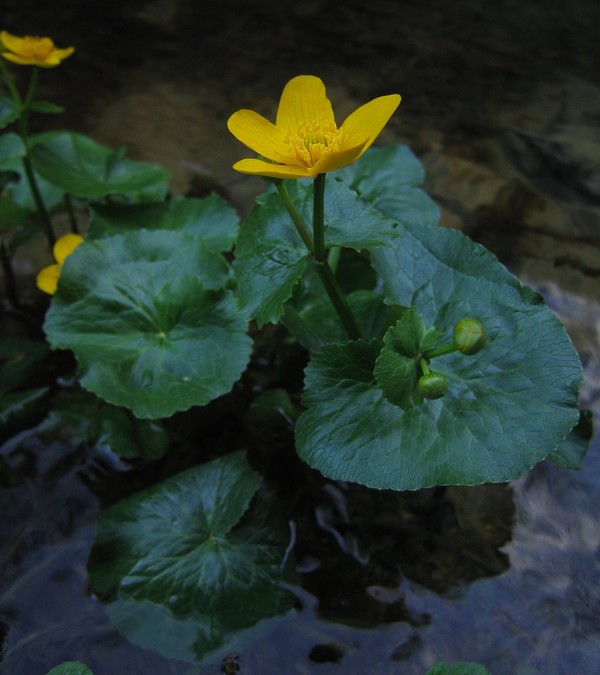 Caltha palustris